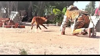 Wow!! funny Dog Prank Dog Run Best So So Funny