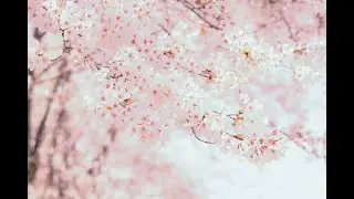 GENTLE PIANO MUSIC 🎼 90 minute loop to fall asleep to