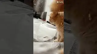 Кот и пакет 2 часть.