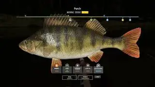 Trophy Perch Catch, Winding Rivulet, Task 2 Stage 7 | RF4