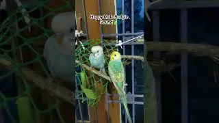 Happy male budgie sounds = pure vibes ✨