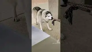 Just Smile😂Luna Husky🐕Next Funny Episode #familyru #dog #husky #shorts