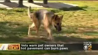Vets Warn Pet Owners That Hot Pavement Can Burn Paws