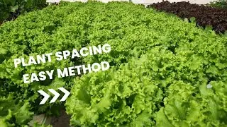 HYDROPONIC FARMING - plant spacing method EASY