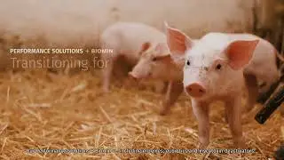 Royal DSM has announced a bright new face for its Animal Nutrition and Health business