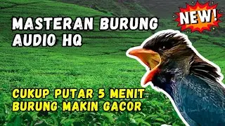 Masteran Burung Audio HQ Cukup Putar 5 Menit Burung Makin Gacor