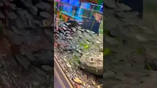 wonderful silver fish in the tank #youtube #fishing #shorts #wonderful #saltwateraquarium #hometour
