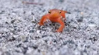eastern newt
