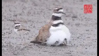 The killdeer (Charadrius vociferus) is a large plover found in the Americas.