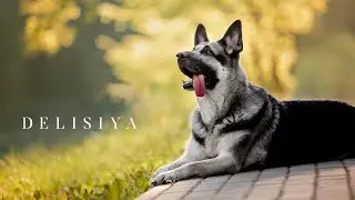 Сэнд-Ирсэй Делисия. ВЕО 10 лет