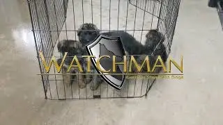 German Shepherd puppy poop explosion! (Tina)