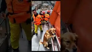 Brave Firefighters Rescue Dog from High-Rise Danger