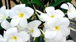Jasmim do Caribe (Buquê de noiva): como plantar por galho e em vasos? Como cuidar desse jasmim?