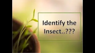 Identify above Insect ??? ! Agriculture !