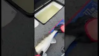 Замер рыбы на новой линейке 