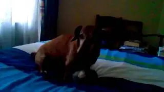 Dachshund (11) still talks back and plays