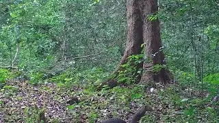 &Eacute;cureuil de for&ecirc;t au Gabon, Forest squirrel in Gabon
