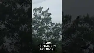 BLACK COCKATOOS!!!