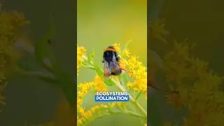 The INSECT APOCALYPSE