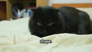 Maine Coons & Scratching Posts: A Claw-some Dilemma