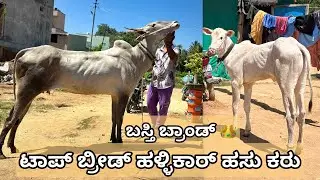 Very beautiful hallikar cow and female calf