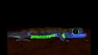 Neon-green flourescence in the desert gecko Pachydactylus rangei