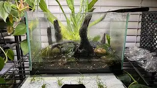 Rescape of a 2.5 Gallon Nano Tank-Part 2