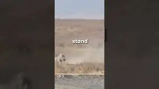 Warthog fights back  lion #animals #viral #wildlifefight#lion #worthog