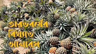 দার্জিলিং জেলার বিধান নগরের বিখ্যাত আনারস ।। Pineapple of darjeeling