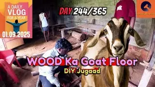 DIY Bakri Shed Floor 🐐 | Easy Goat Farming Jugaad |  Day 244/365