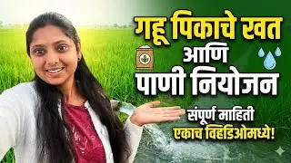 गव्हाची जोमदार वाढ आणि विक्रमी फुटव्यांसाठी | गहू पिकाचे खत आणि पाणी नियोजन संपूर्ण माहिती ✌️🌾