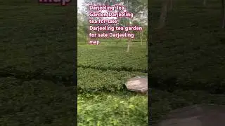 Darjeeling Tea Garden || Darjeeling tea for sale || Darjeeling tea garden for sale || Darjeeling map