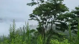 Somewhere in North Bengal 🥰🥰 #follow #subscribe #viral 