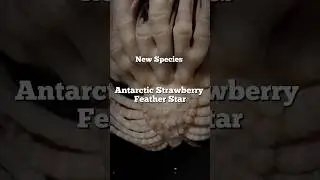Antartic Strawberry Feather Star New Species #short #new #ocean #creature