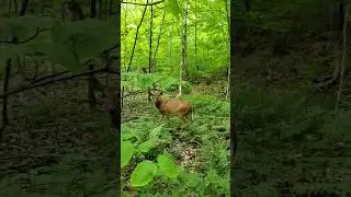 Chevreuil (Deer) / Chant Am&eacute;rindien- Native chant / Orford Canada