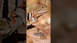 Oklahoma's Colorful Collared Lizard #oklahoma #shorts #facts #science #reptiles #lizard #biology