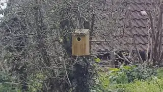 Nesting Blue Tits
