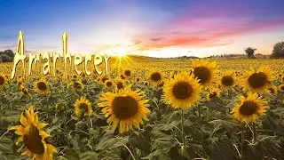 Amanhecer # 325 - 