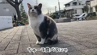 はなの寒さ対策❄️🧣😽#318