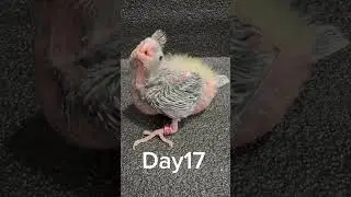 parrot evolution