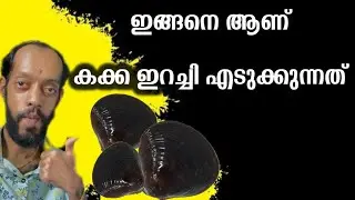 എളുപ്പമല്ല ഈ ജോലി… പക്ഷേ ഇതാണ് ഞങ്ങളുടെ വരുമാന മാർഗം | കക്ക ഇറച്ചി എടുക്കുന്ന യഥാർത്ഥ രീതി🤍
