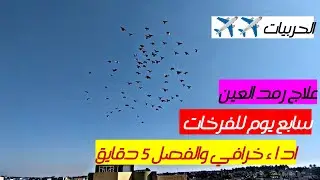 سابع يوم للفرخات اداء خرافي الحربيات 💪وعلاج رمد العين والفصل 5 دقايق 16/4/2025