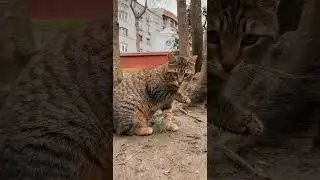 Cat Licking Its Toes #cat #funnycats #pets #funnypets #shorts #shortvideo #shortsfeed #funnyvideo