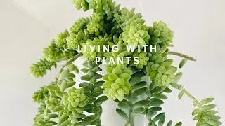 Living with plants / Plant chores / Donkeys tail succulent propagation / Burro&rsquo;s tail