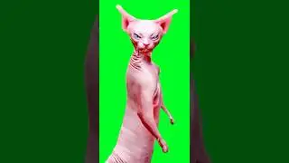 Funny Cat Dance Video #shortsfeed #short #shorts #viralshort #catdance | Green Screen Meme Template