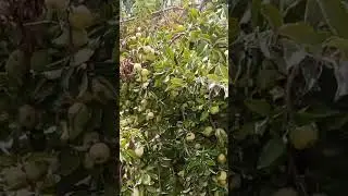 Beautiful Balochistan Apple 🍎 Trees / Trees Full Of Apples