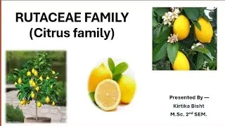 CHARACTERISTICS OF RUTACEAE FAMILY (Citrus Family) 🍋🍋