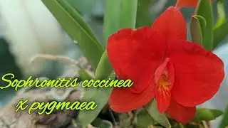 Sophronitis coccinea x Sophronitis pygmaea первичный гибрид.