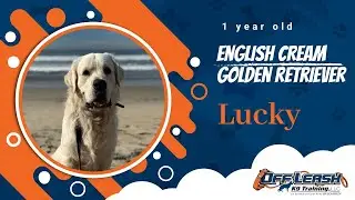 🐶🦮Off leash Dog Training / Obedience Training 🦮🐶