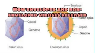 Released of necked and enveloped viruses from host